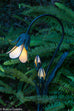 Royal Evening Primrose
