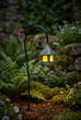 Fairy Lantern