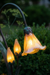 Evening Primrose
