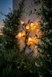 Star Lily Sconce
