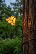 Buttercup Vine